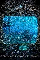 Silversides Window. Cayman Islands