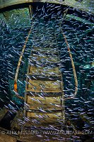 Silver Ladder. Cayman Islands