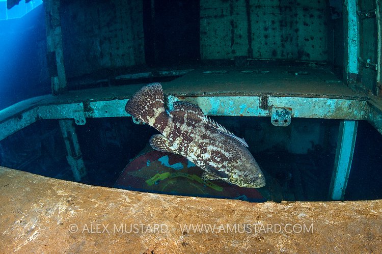 Goliath Grouper In Engine Room. Cayman Islands