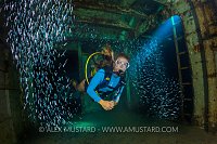 Swimming Through Silversides In A Wreck. Cayman Islands
