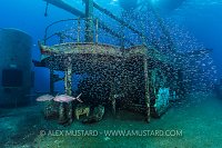 Wreck Hunt. Cayman Islands.