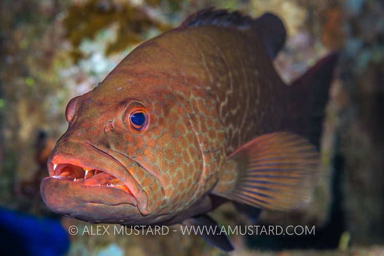 Grouper On Wreck. Cayman Islands