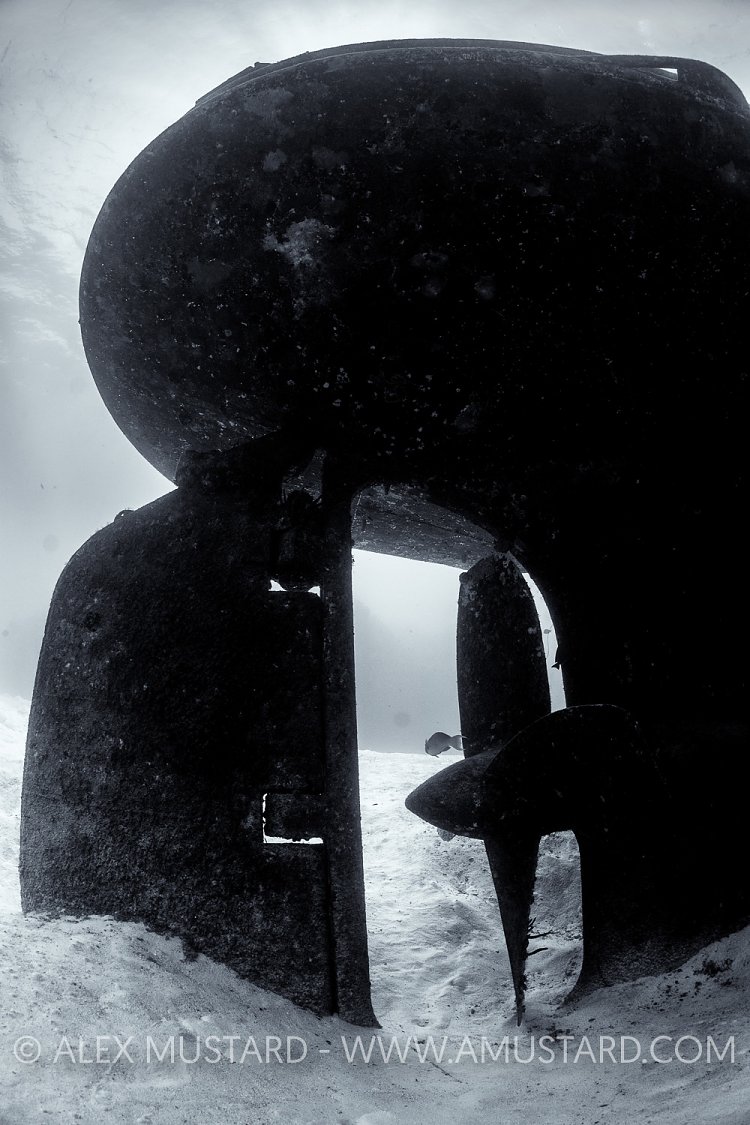 Kittiwake Stern Cayman Islands