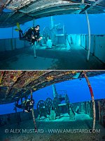Colonization Of The Kittiwake. Cayman Islands
