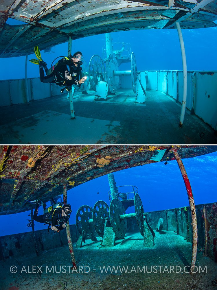 Colonization Of The Kittiwake. Cayman Islands