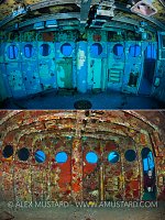 Colonization Of The Kittiwake. Cayman Islands