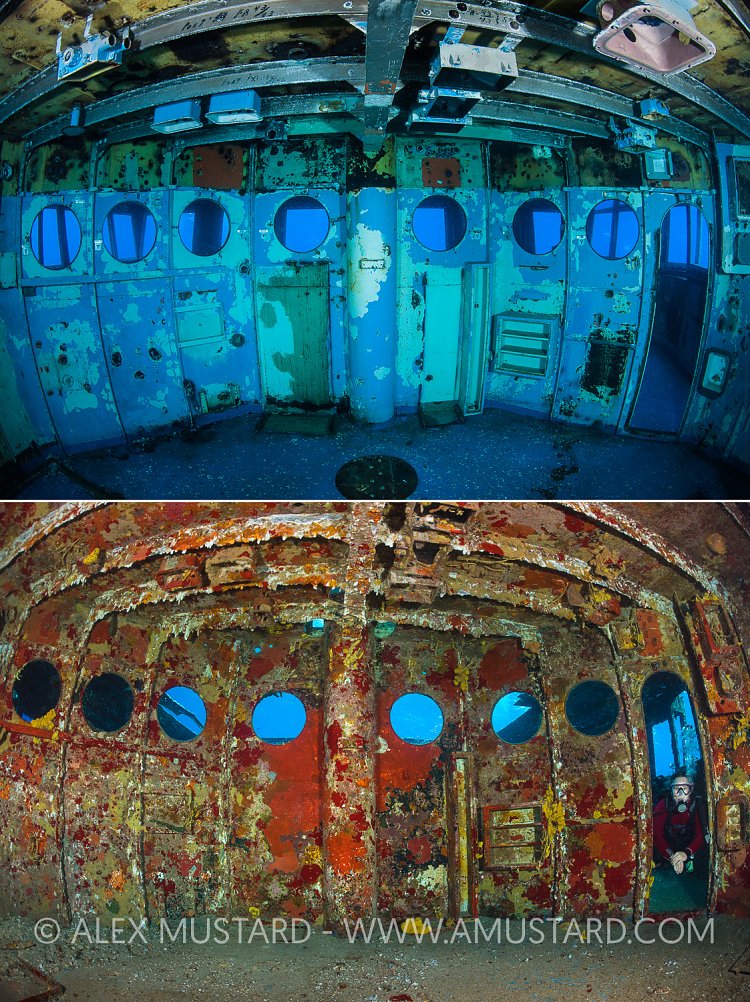 Colonization Of The Kittiwake. Cayman Islands