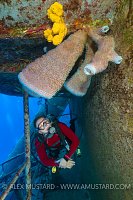 Sponges On The Kittiwake. Cayman Islands