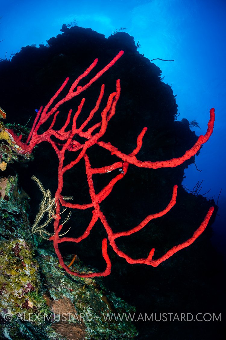 Red Rope Sponge Scene. Cayman Islands