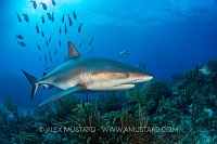 Reef Shark Over Reef. Cayman Islands