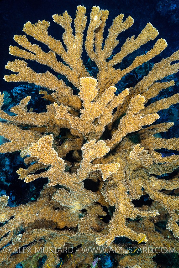 Elkhorn Coral. Cayman Islands
