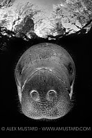 Florida Manatee beneath trees. Florida, USA.