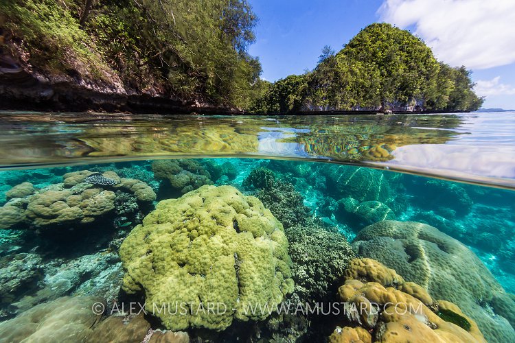 Shallow Coral Reef. Palau