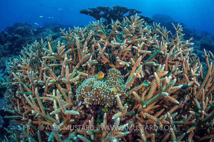 Anemonefish Home. Palau