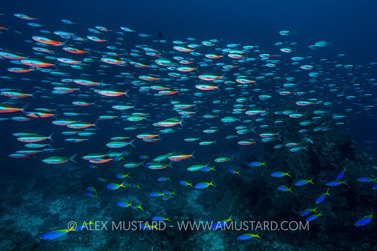 Teaming Fusiliers. Indonesia