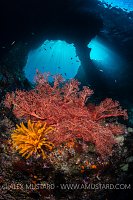 Reef Life, Boo Windows. Indonesia