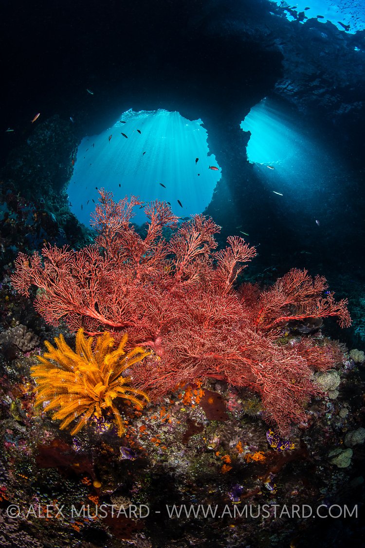 Reef Life, Boo Windows. Indonesia