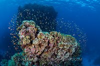 Wall Of Mouths. Egypt