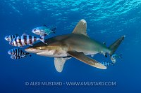 An oceanic whitetip shark (Carcharhinus longimanus) is accompanied by a group of pilotfish (pilot fish: Naucrates ductor). Daedelus Reef, Egypt. Red Sea