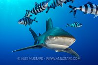 Oceanic And Pilotfish. Egypt