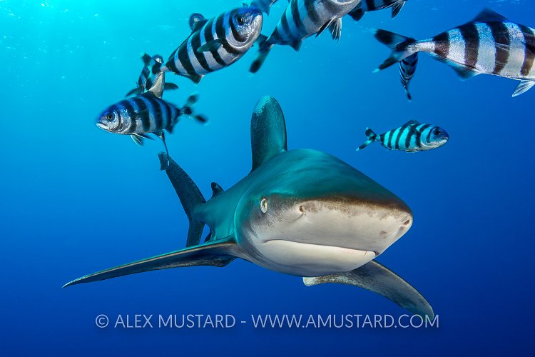 Oceanic And Pilotfish. Egypt