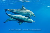Mating Dolphins. Egypt