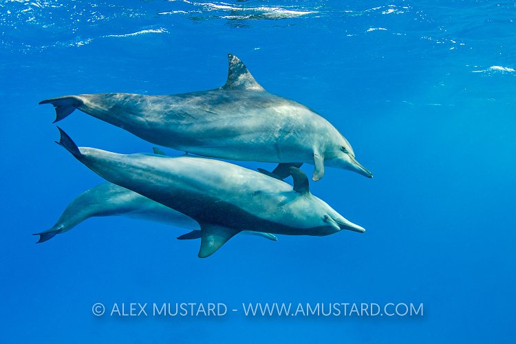 Mating Dolphins. Egypt