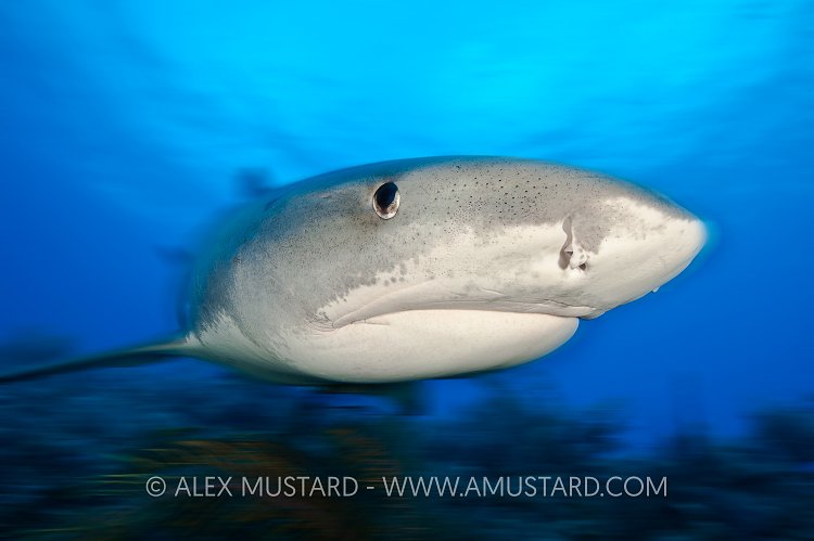 Tiger shark over reef. Bahamas.