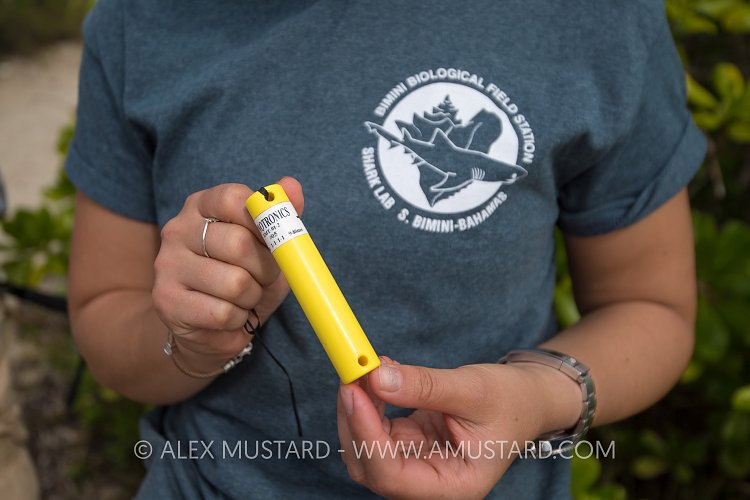 Acoustic Shark Tag. Bahamas