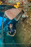 Kittiwake Sponges. Cayman Islands