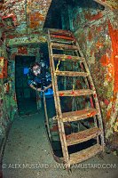 Colourful Kittiwake. Cayman Islands