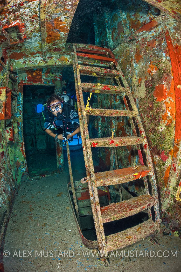 Colourful Kittiwake. Cayman Islands