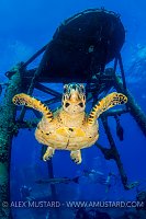 Hawksbill On Wreck. Cayman Islands