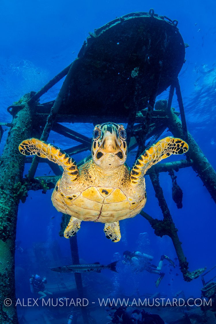 Hawksbill On Wreck. Cayman Islands