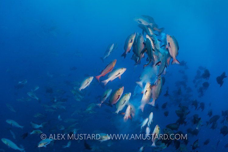 Spawning Snappers. Palau
