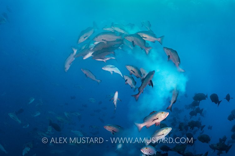 Snapper Spawning. Palau