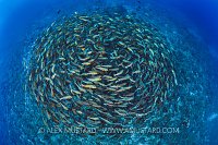 Pre-Spawning School. Palau