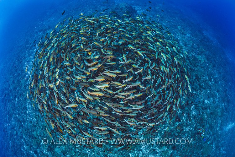 Pre-Spawning School. Palau