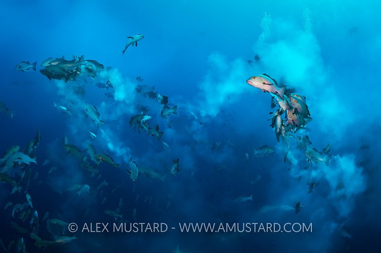 Spawning Snappers. Palau