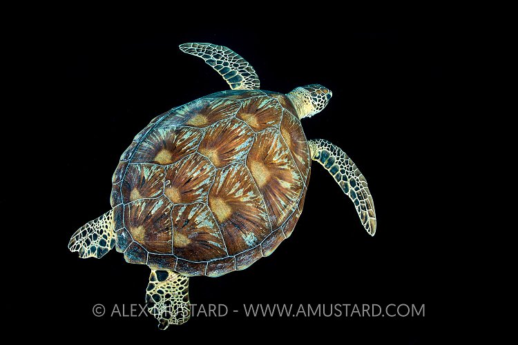 Green Turtle On Black. Indonesia