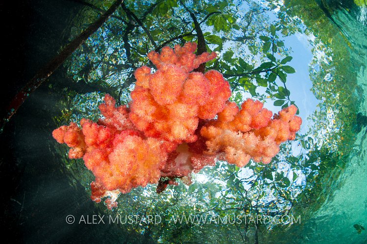 Soft Coral In Mangrove. Indonesia