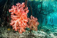 Soft Coral In Mangrove. Indonesia