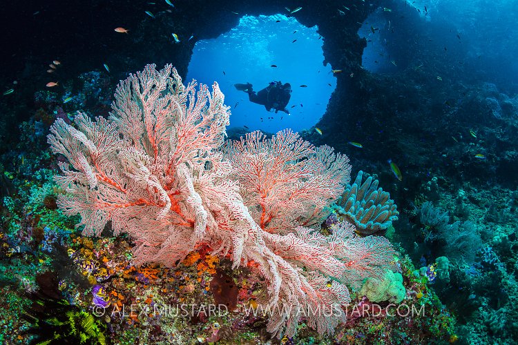 Boo Windows Scene. Indonesia
