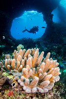 Boo Windows Scene. Indonesia