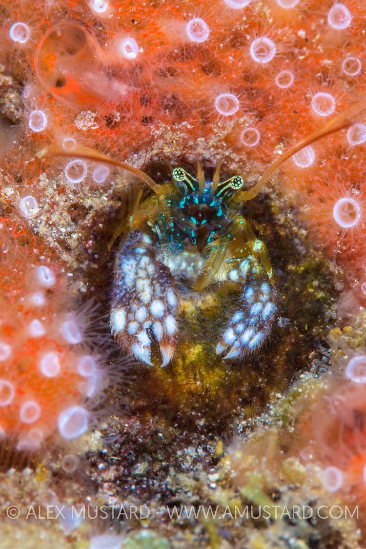 Coral Hermit. Indonesia