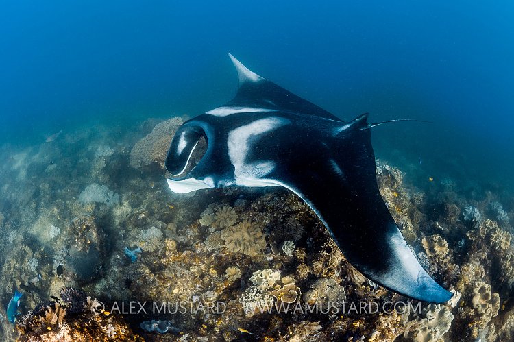 Manta Over Reef. Indonesia