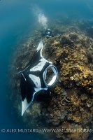 Manta With Diver. Indonesia