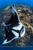 Manta With Diver. Indonesia