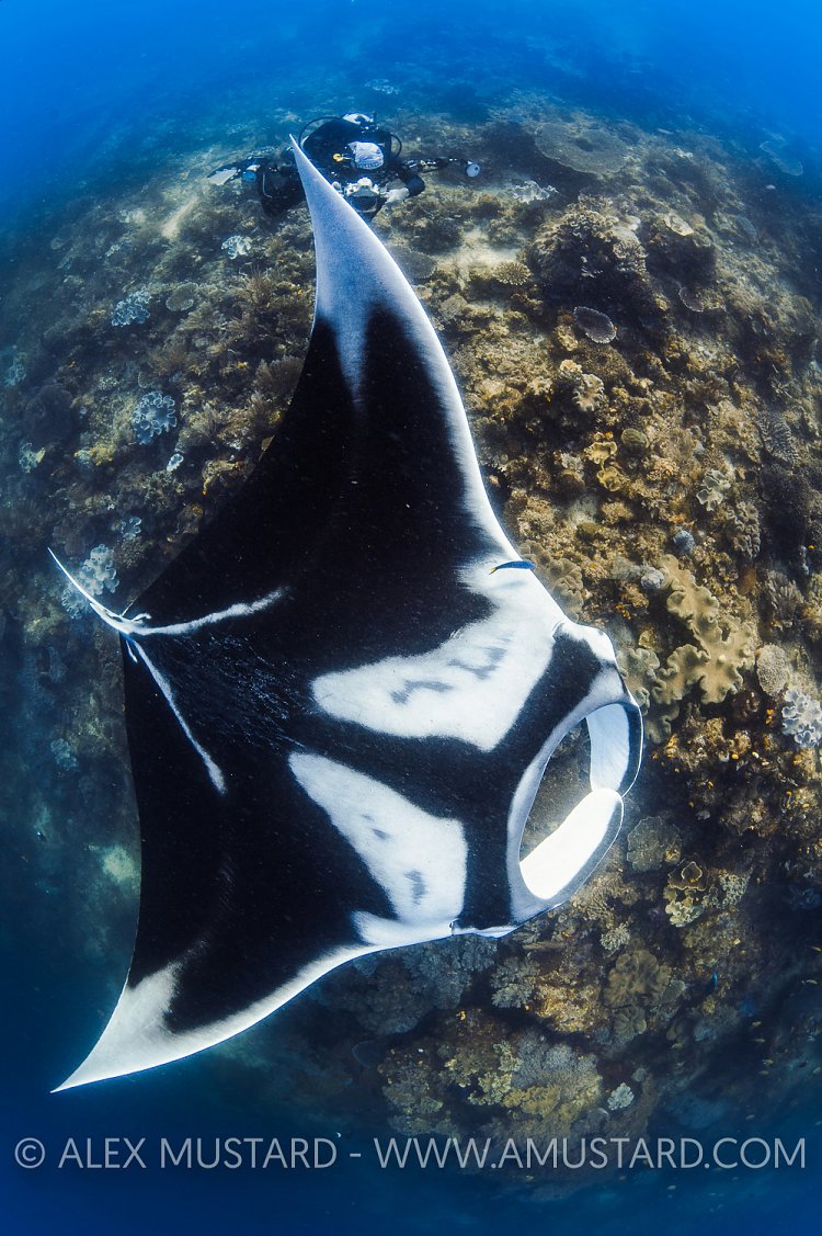 Manta With Diver. Indonesia