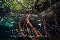 Mangrove Scene. Indonesia